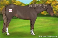 Horse Color:Liver Red Roan 