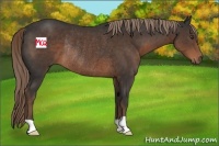 Horse Color:Liver Chestnut Rabicano 