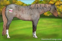 Horse Color:Liver Red Roan 