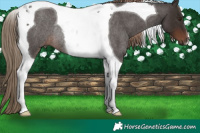 Horse Color:Liver Red Roan Tobiano Rabicano 