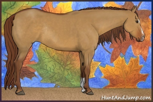 Horse Color:Red Dun Sabino Rabicano 