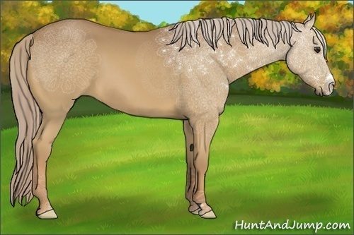 Horse Color:Palomino 