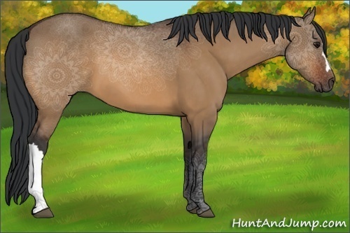 Horse Color:Bay Dun 