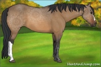 Horse Color:Bay Dun