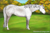 Horse Color:Gray Brown Sabino 