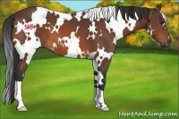 Horse Color:White Spotted Bay