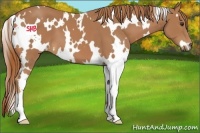 Horse Color:White Spotted Chestnut 
