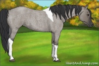 Horse Color:Grullo Roan Tobiano