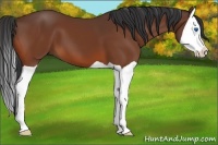 Horse Color:Bay Splash 