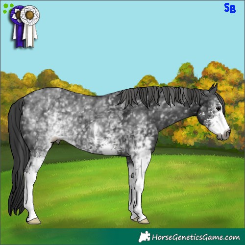 Horse Color:Gray White Spotted Black Sabino 