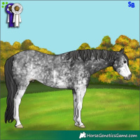 Horse Color:Gray White Spotted Black Sabino 