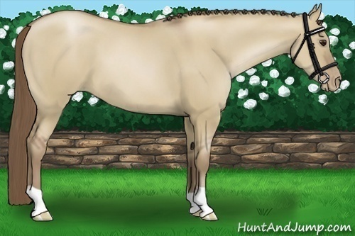 Horse Color:Grullo Pearl 