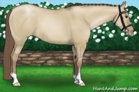 Horse Color:Grullo Pearl 