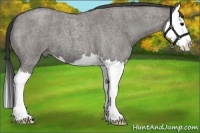 Horse Color:Grullo Roan Splash 