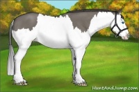 Horse Color:Smoky Grullo Roan Splash 
