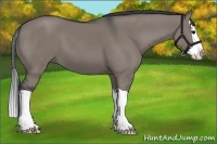 Horse Color:Grullo Splash 