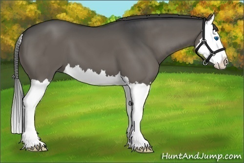 Horse Color:Smoky Grullo Splash
