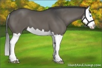 Horse Color:Smoky Grullo Splash