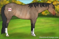 Horse Color:Brown Dun Rabicano 