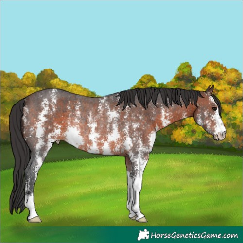 Horse Color:Brown Sabino Rabicano