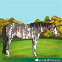 Horse Color:Brown Sabino Rabicano 