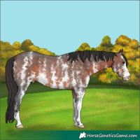 Horse Color:Brown Sabino Rabicano 