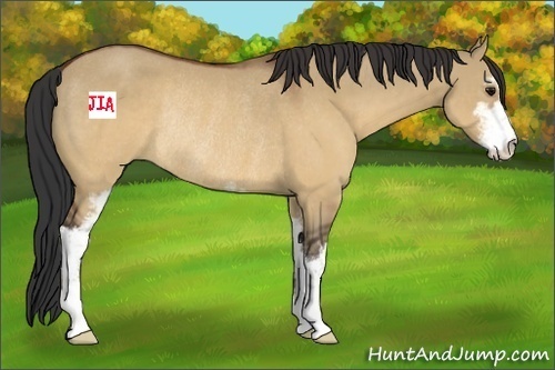 Horse Color:Brown Dun Sabino Rabicano