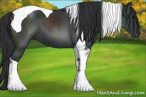 Horse Color:Black Tobiano 