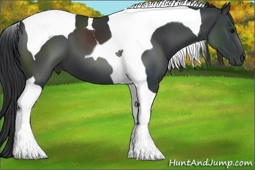 Horse Color:Black Tobiano 