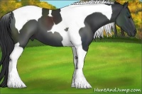 Horse Color:Black Tobiano 