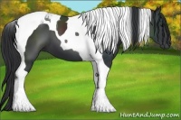 Horse Color:Black Tobiano 