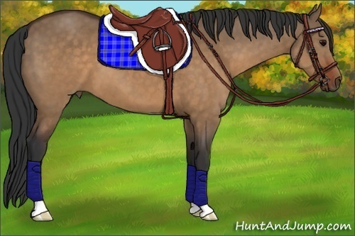 Horse Color:Brown Dun 