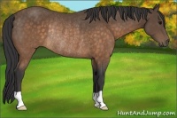Horse Color:Buckskin Rabicano