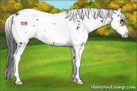 Horse Color:Brown Sabino