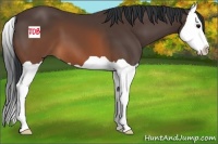 Horse Color:Brown Splash