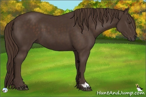 Horse Color:Liver Chestnut Frame 