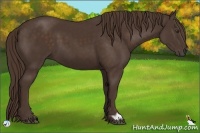 Horse Color:Liver Chestnut Frame
