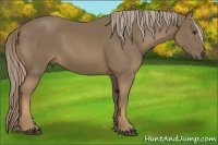 Horse Color:Chocolate Palomino 