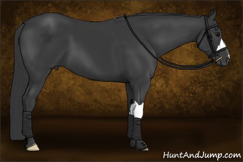 Horse Color:Black 