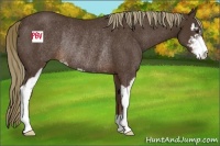 Horse Color:Liver Chestnut Sabino Rabicano 