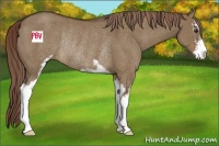 Horse Color:Liver Red Dun Sabino Rabicano