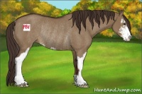 Horse Color:Liver Red Dun Sabino Rabicano