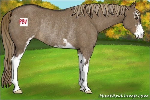 Horse Color:Liver Red Dun Sabino Rabicano
