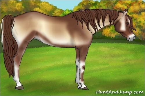 Horse Color:Red Onyx Sabino