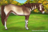 Horse Color:Red Onyx Sabino