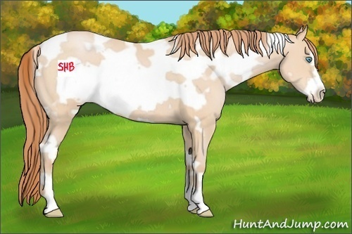 Horse Color:White Spotted Buckskin Pearl Frame