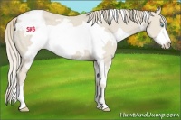 Horse Color:White Spotted Smoky Creme Frame 