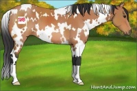 Horse Color:White Spotted Bay 