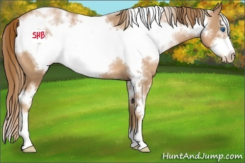 Horse Color:White Spotted Chestnut Pearl Sabino Frame 