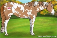Horse Color:White Spotted Chestnut Sabino